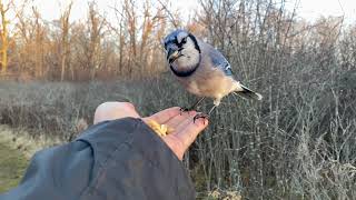 Hand Feeding a Blue Jay