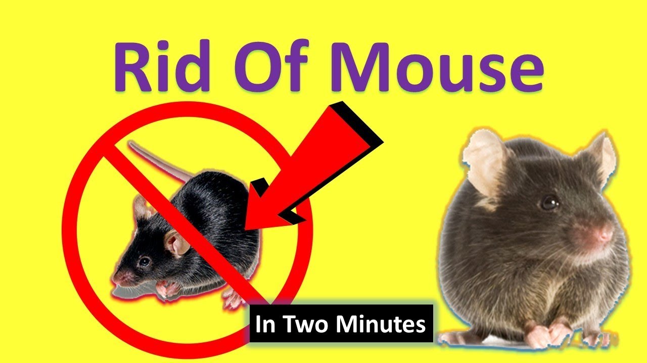 How To Get Rid Of Rats And Mice, Killing Rats With Baking Soda Is The ...