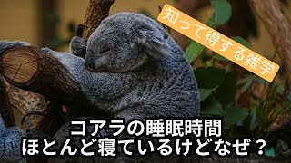 コアラの睡眠時間: ほとんど寝ているけどなぜ？