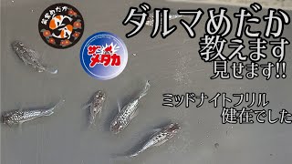 【メダカ】ダルマめだかに終始嫁が興奮気味でして……こんなメダカはいかがでしょうか‼️‼️もう全部くださいなwwっていい加減にしなさい‼️‼️どなたか嫁を止めてください‼️