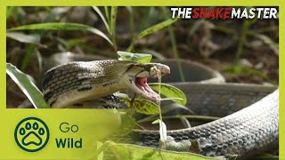 Human VS snake: the killer beasts in a human community | Snake Master 2/26 | Go Wild