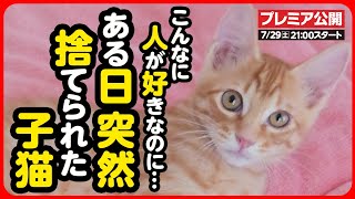 【子猫 保護】命を捨てないで...人に捨てられても、人を愛してくれる この小さな命を守りたい