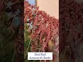 desi red amaranth seeds ఎరుపు దేశీ ఆకు కూర విత్తనాలు