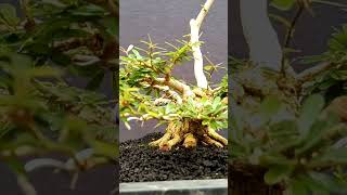 Program Bonsai SAENG SIMBUR istimewa #bonsaimini #bonsaitree #bonsaibonsai