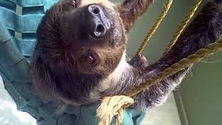 Sloth Yawning