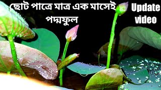 ছোট পাত্রে মাত্র একমাসের মধ্যে পদ্মফুল / Update video / Bowl Lotus cultivation update