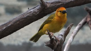 Taveta Golden Weaver