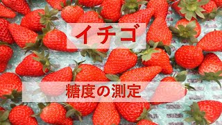 イチゴの糖度測定