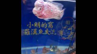 King花仔，0915-325-938【06】207-1438-小明的窩-羅漢魚交流