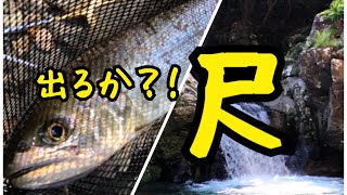 大野川上流で渓流釣り 出るか 尺アマゴ！2019.7.12