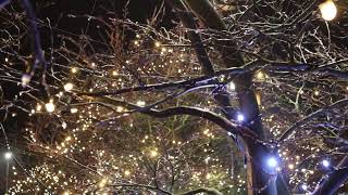 An Enchanting Night Filled with Twinkling Lights Beautifully Adorning Tree Branches