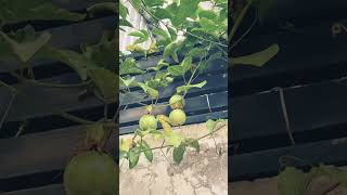 Petit Passion/small passion fruit/ ផ្លែផាសិន