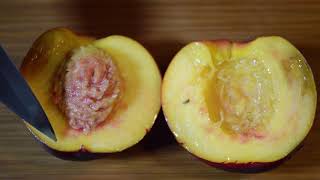 Fleshy fruits   Drupes JSL 20