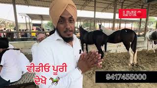 ਨਾਭਾ ਘੋੜਾ ਮੰਡੀ 2024 ਪੂਰੀ ਵੀਡੀਓ