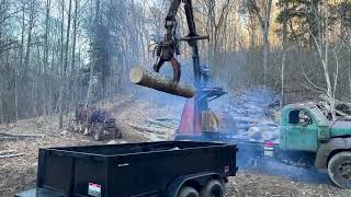 Logging Like It’s The 1800s! Horses Harvesting White Oak