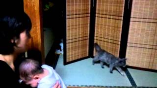 対決！赤ちゃんvs猫の赤ちゃん。その闘いは突然に - Baby cat vs my baby -