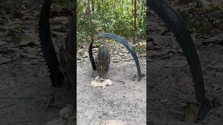 Amazing Quick Powerful Wild Pig Trap Make Using Pruning Saw #animals #shortvideo#camping