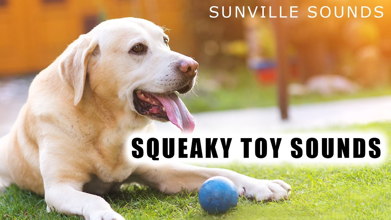 Squeaky Dog Toy | Annoying Sounds With Peter Baeten - YouTube