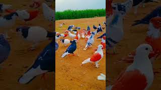 Kabootar ki video Pigeon birds Kabootar bazi #pigeon #shorts #short #youtubeshorts