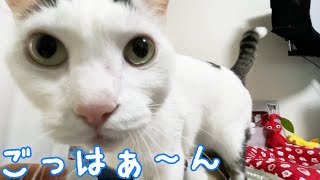 ご飯前になると圧がすごい猫たち