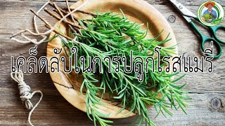 aquaganic farm ตอน เคล็ดลับในการปลูกโรสแมรี่