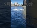 豊洲運河・水質❗️ 釣りデン 水質 ヘチ釣り 豊洲運河 shorts 豊洲