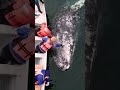 the big friendly whale shortsvideo natureocean whale nature ocean sea shark ytshorts