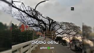 කළුතර බෝධිය Kaluthara bodiya