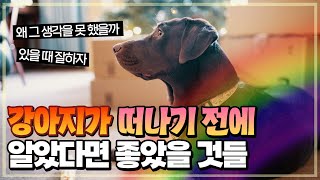 강아지가 떠나기 전에 알았다면 좋았을 것들. 삶과 죽음의 여행에 관하여