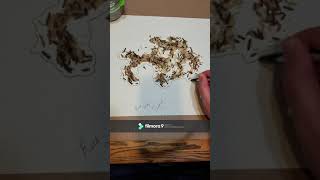 Mapping - Rice Outline Tutorial