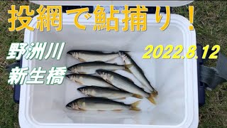 2022.8.12天然遡上鮎調査②（滋賀県野洲川）