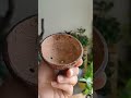 easy way to make coconut shell bowls. coconut diy