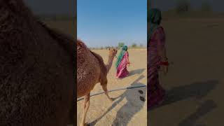 Video ko last tak dekho is ne kya kiya 😂 #shorts #marwadi #rajasthanculture #marwadisong #camel