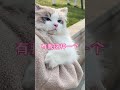 和米斯特一起出去散步晒太阳🌞 cat cats cute 猫 猫咪 catvideos