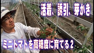 ミニトマト栽培２　定植後1週間　活着　誘引　芽かき