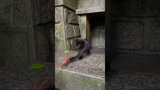 【伏見稲荷】遊びたい好奇心が抑えられない黒子猫ルフル　A black cat who can't control his curiosity to play