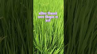 धान में बालियां निकलते समय क्या करें / कौन सा उर्वरक डाले #paddyfarming #जिंक