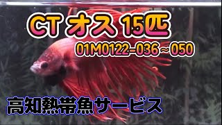 【新着】クラウンテールオス　15匹　01M0122 036～050