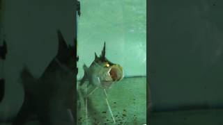 Barramundi feeding #aquarium #fish #fishlover #reels #subscribe #follow #viral #shorts #short