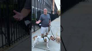 Dog Lover in East New York                    পুর্ব নিউইয়র্কে কুকুর প্রেমি