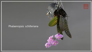 원종 호접란 팔레높시스 쉴러리아나 Phalaenopsis schilleriana │  화이 Orchid Story