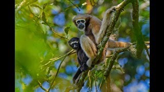 GIBBON - হলৌ বান্দৰ