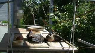 キジバト君が夫婦で仲良く日光浴 A brace of turtledoves sunbathing together