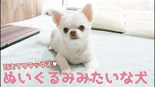 構ってもらうと幸せそうに甘えちゃう！ ぬいぐるみみたいな犬