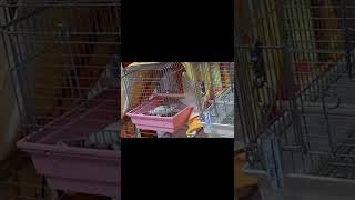 【コザクラインコ＆セキセイインコ】後輩がちゃんとひとりで餌を食べているか確認する先輩 ＃shorts ＃コザクラインコ ＃セキセイインコ