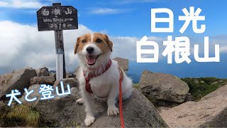 【犬連れ百名山㉑】ジャックラッセルテリアと日光白根山 / hike with dog in Japan jack russell terrier