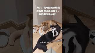 它偷吃猫屎的事情现在全网都知道了 柴犬 猫狗双全 不养狗不知道养狗的乐趣 猫狗双全的人生巅峰 狗狗的心思都写在脸上了