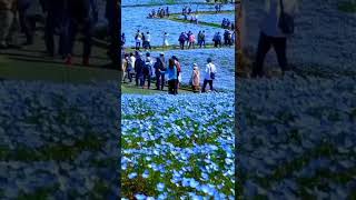 A blue Nemophila flowers field in Japan 🇯🇵🦋💙