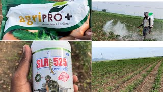 5th dose SLR 525 and Agri pro plus spraying in mirchi farming