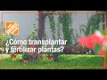 Cómo transplantar y fertilizar plantas | Jardín | The Home Depot Mx